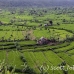 rice_tal_h_0108_bal4362.jpg
